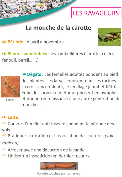 Mouche de la carotte